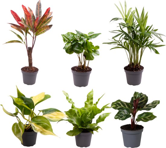 Plantenboetiek.nl | Mélange de plantes Bébé | 6 pièces - Ø6cm - 12cm de haut - Plante d'intérieur - Evergreen