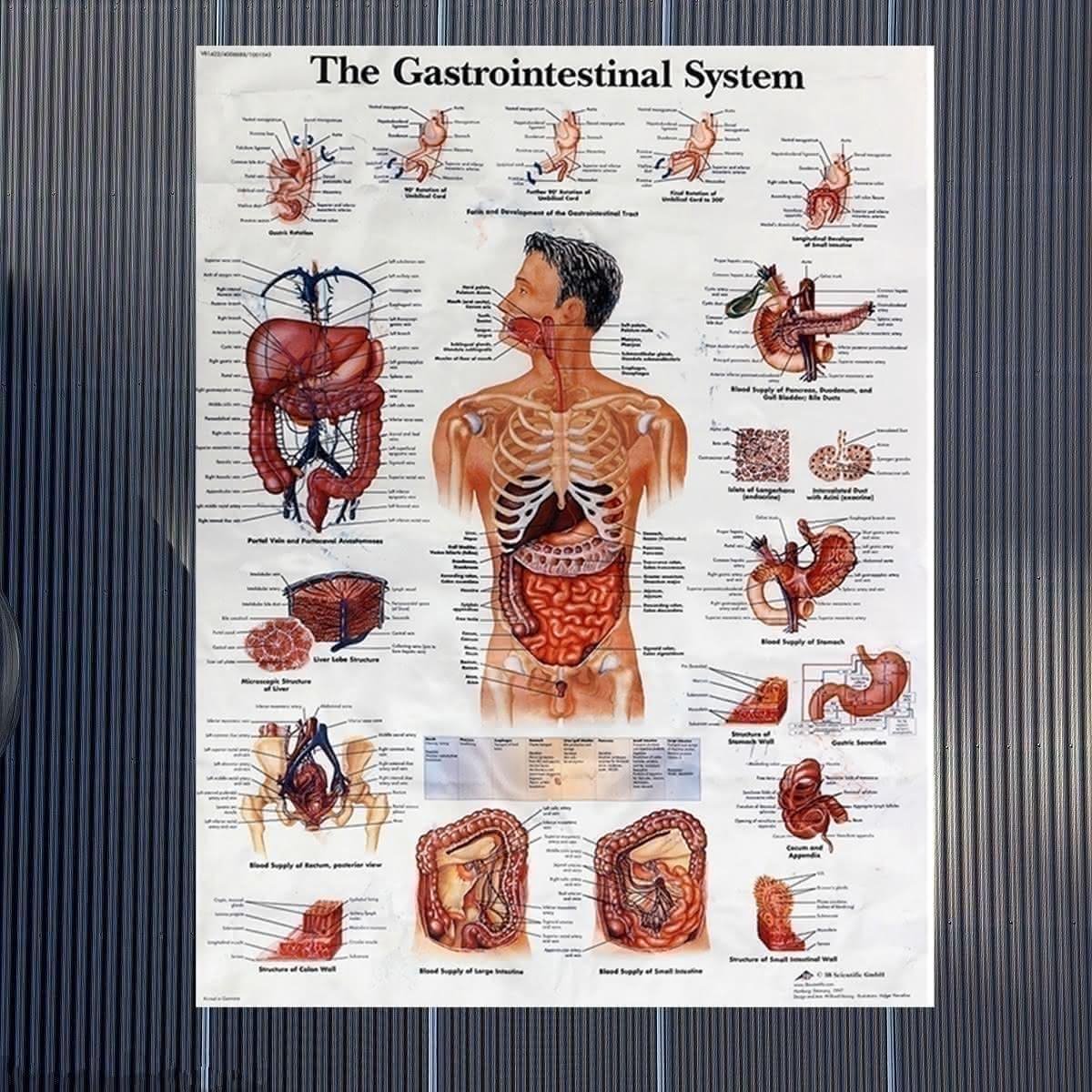 Affiche d'enseignement de l'anatomie humaine du système digestif 60x80cm  corps de