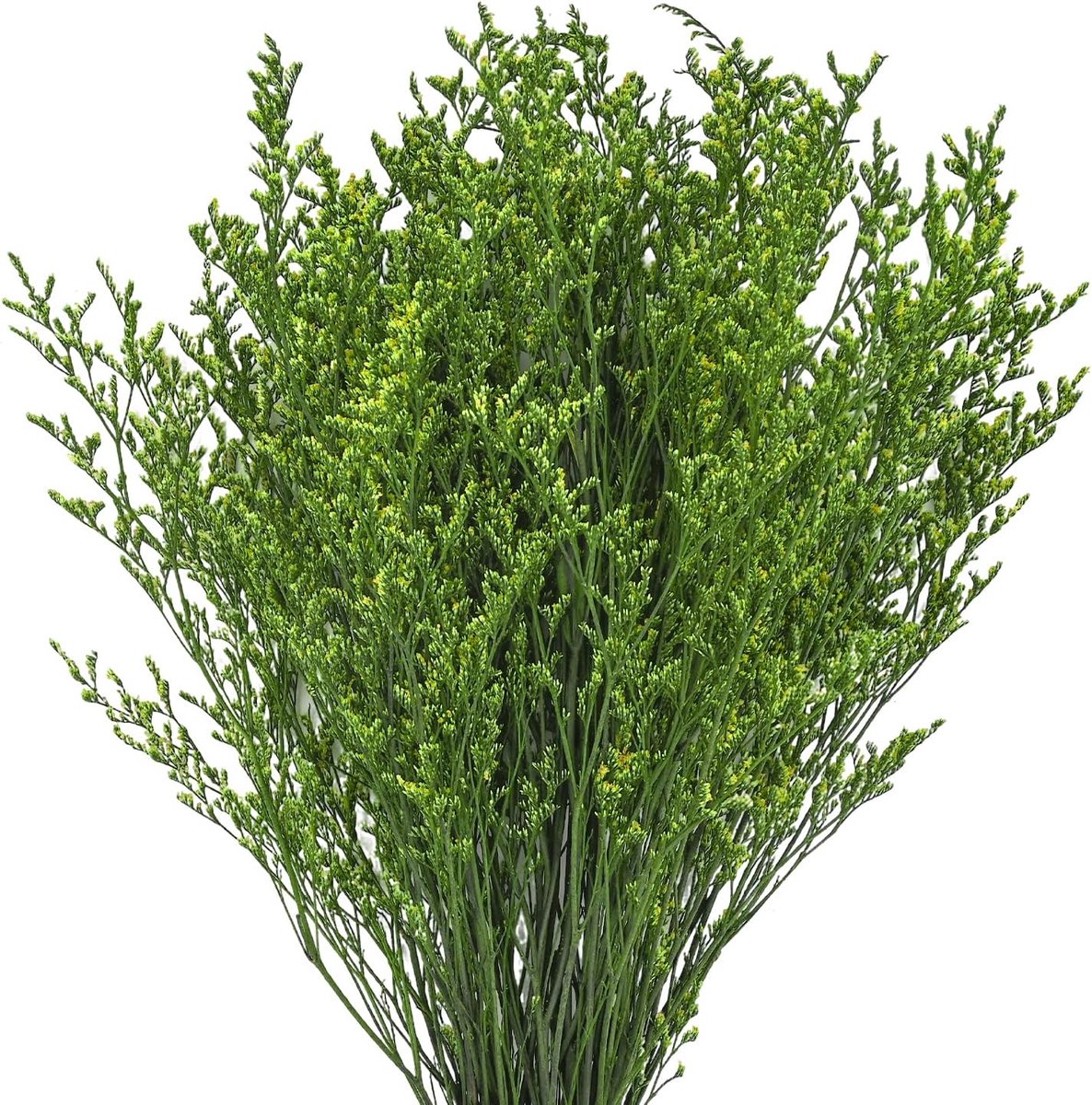 Gedroogde bloemen bosjes - Statice droogbloemen - Decoratie en knutselen - Natuurlijke conservering - 100 gram - Groen