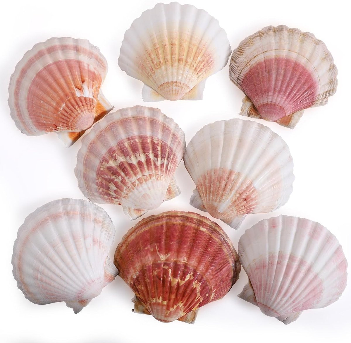 Natuurlijke Zeeschelpen - Decoratieve Schelpen - DIY Knutselen - Set van 8 stuks - 4-45 Inch - Wit Roze