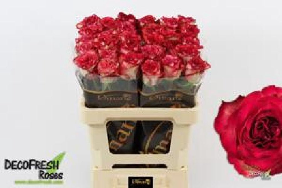 10x Rosa diabolo@ 60cm