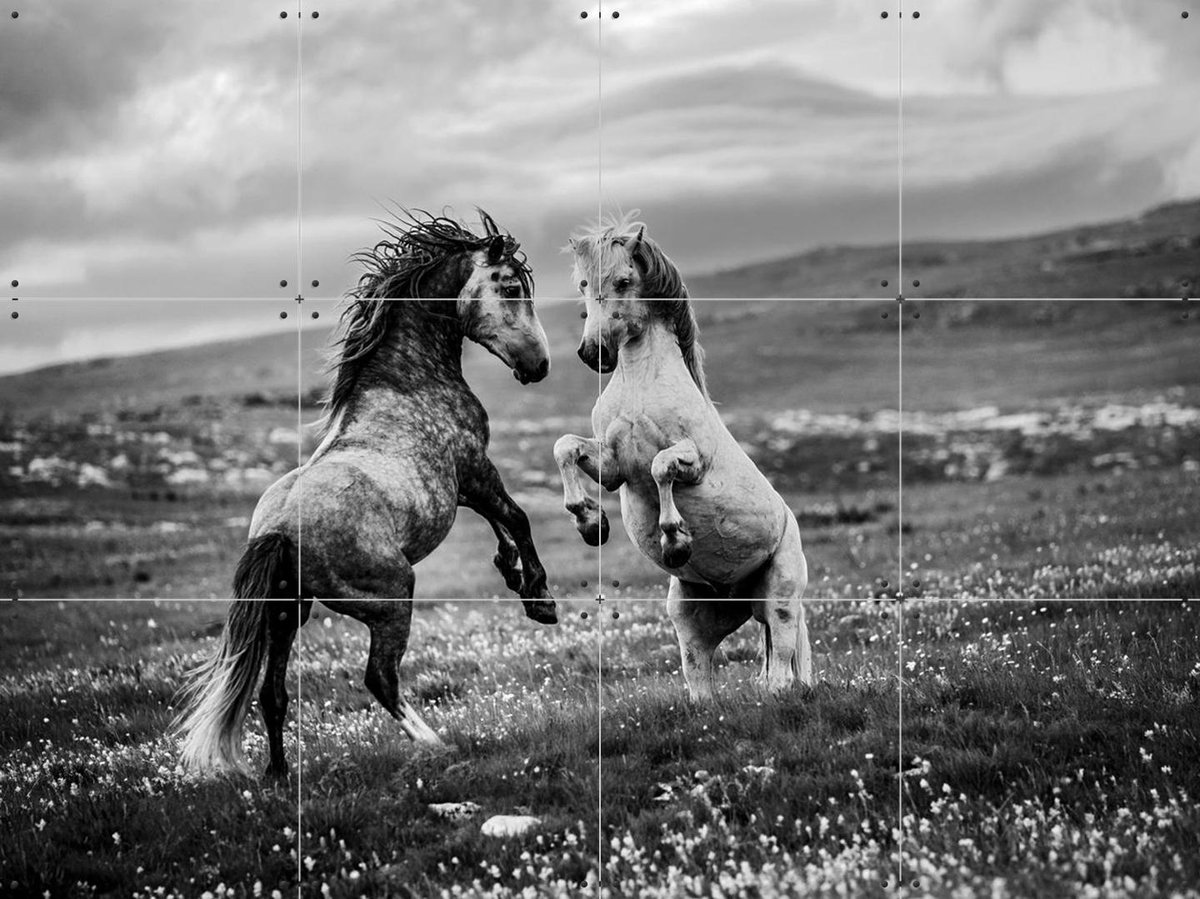 IXXI Wild and Free, Bridgeman Images - 80 x 60 cm - Gratis ophangtool - Grote wanddecoratie en posters - Fotografie, Woonkamer, Dieren, Wilde dieren