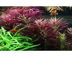 Eenvoudige, Mooie Stengelplant voor Aquarium en Aquascaping
