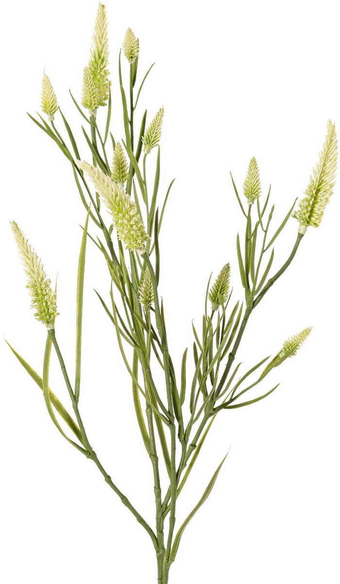 Top art - Smalbladklaver Trifolium angustifolium 4x vertakt met 13...
