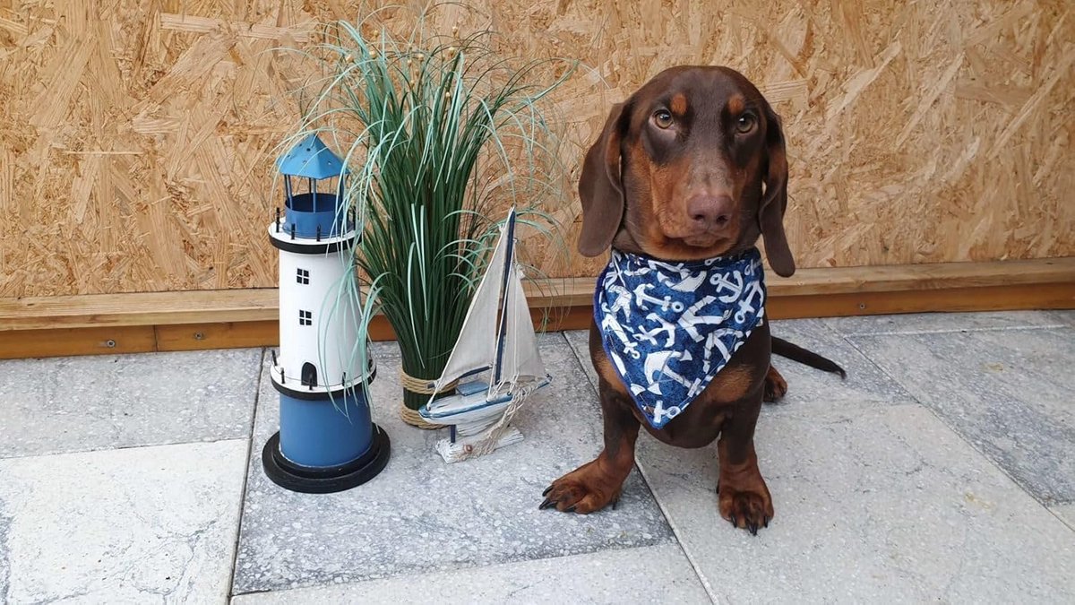Omkeerbare Hondenhalsdoek met Drukknopen voor Honden en Puppy's