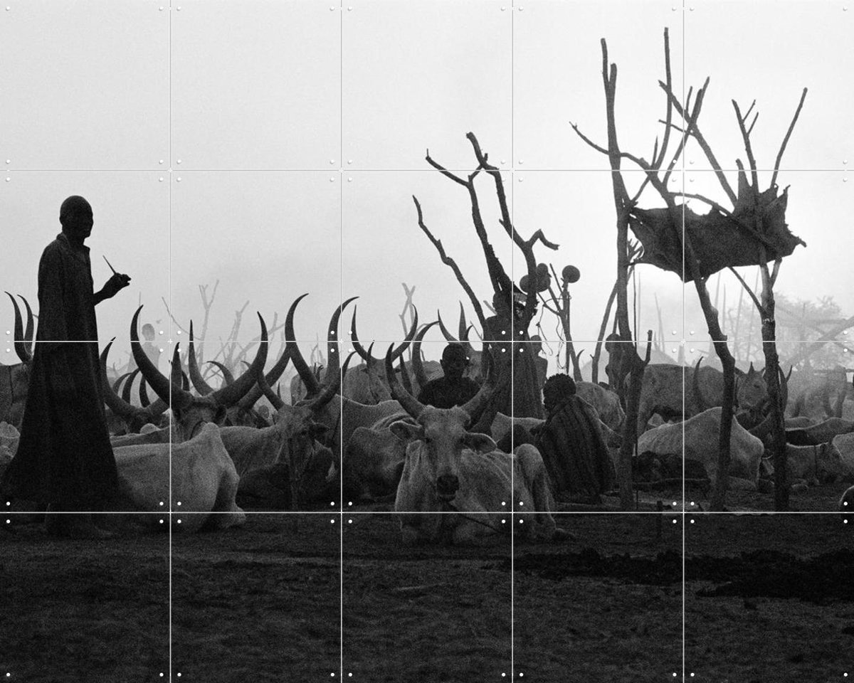 IXXI Dinka Cows at Sunset, Teun Voeten - 100 x 80 cm - Gratis ophangtool - Grote wanddecoratie en posters - Fotografie,