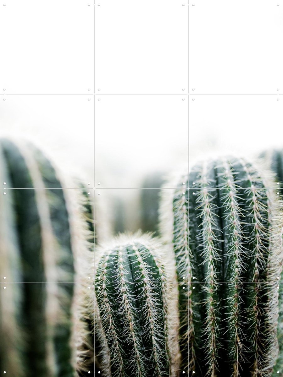 IXXI Cactus, Mareike Böhmer - 60 x 80 cm - Gratis ophangtool - Grote wanddecoratie en posters - Fotografie, Minimalisme, Slaapkamer, Woonkamer