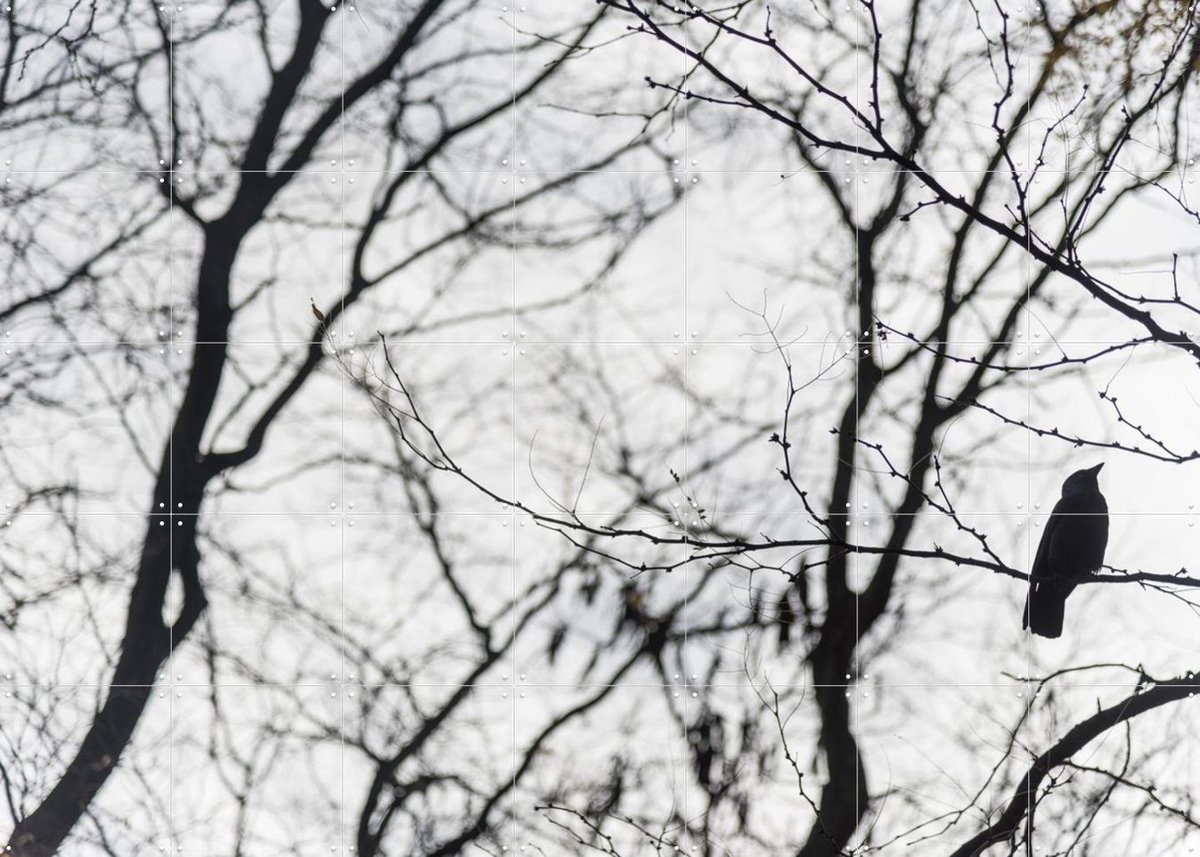 IXXI Birds in a Tree, Photolovers - 140 x 100 cm - Gratis ophangtool - Grote wanddecoratie en posters - Minimalisme, Fotografie, Slaapkamer