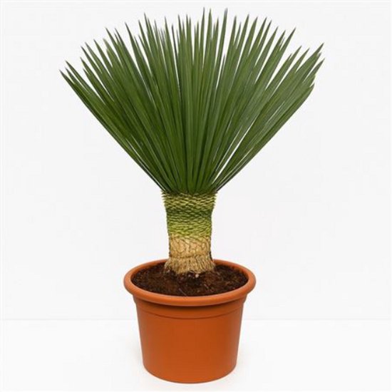 Yucca Rostrata - Palmlelie - Winterharde Exotische Buitenplant - Makkelijk Onderhoud