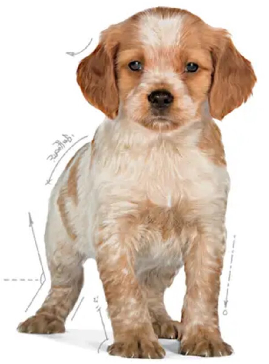 Royal Canin Puppy - 15 KG - Medium - Hondenbrokken thumbnail 4