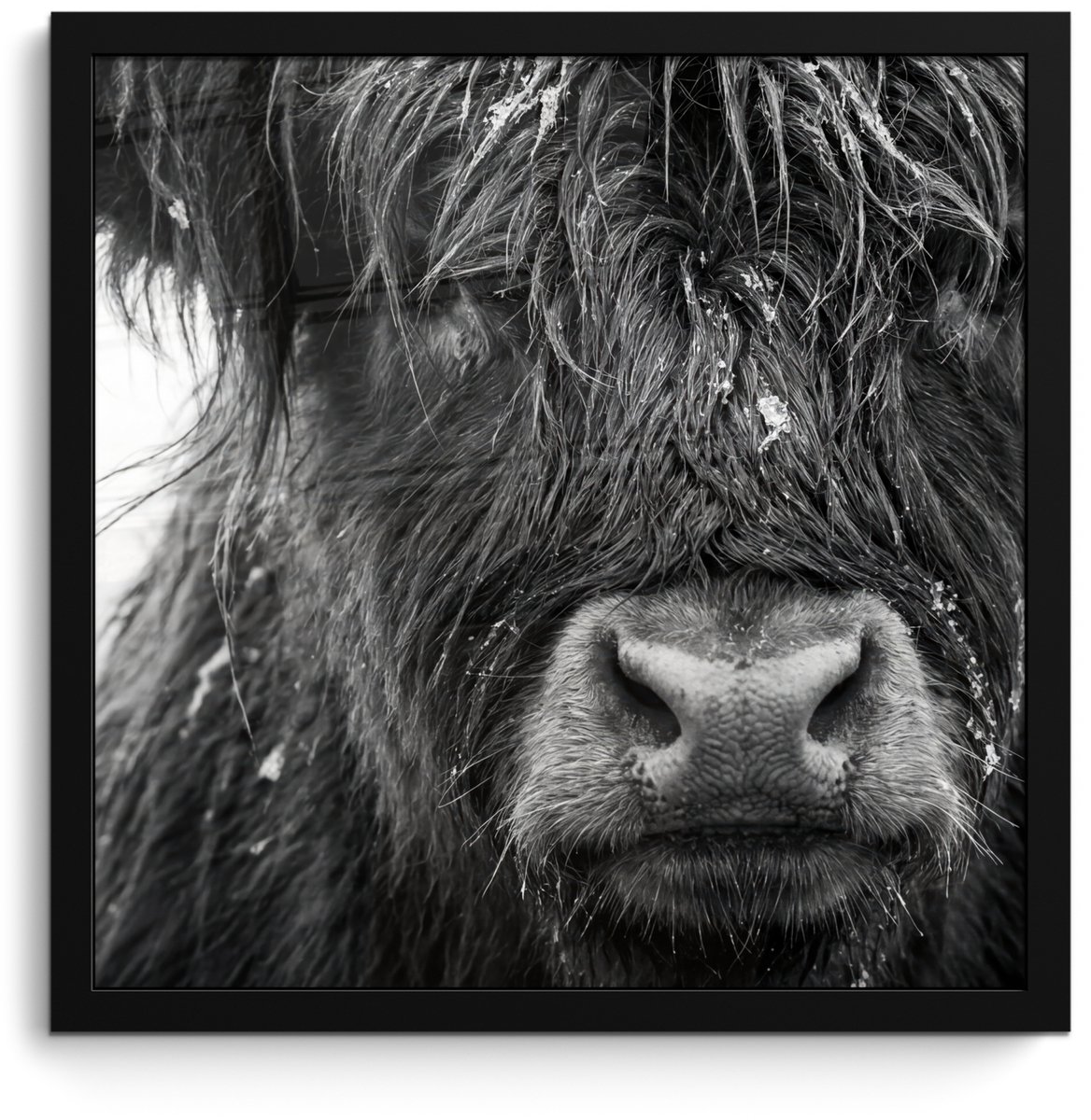FrameYourWall Poster in lijst - Fotolijst 40x40 cm - Posters - Schotse hooglander - Zwart - Wit - Sneeuwvlokken - Posterlijst zwart - Decoratie - Wanddecoratie woonkamer - Muurdecoratie slaapkamer