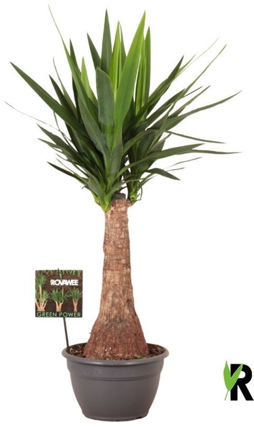 Yucca elephantipes rechte stam 100 cm - Kamerplant - Potmaat Ø26 cm