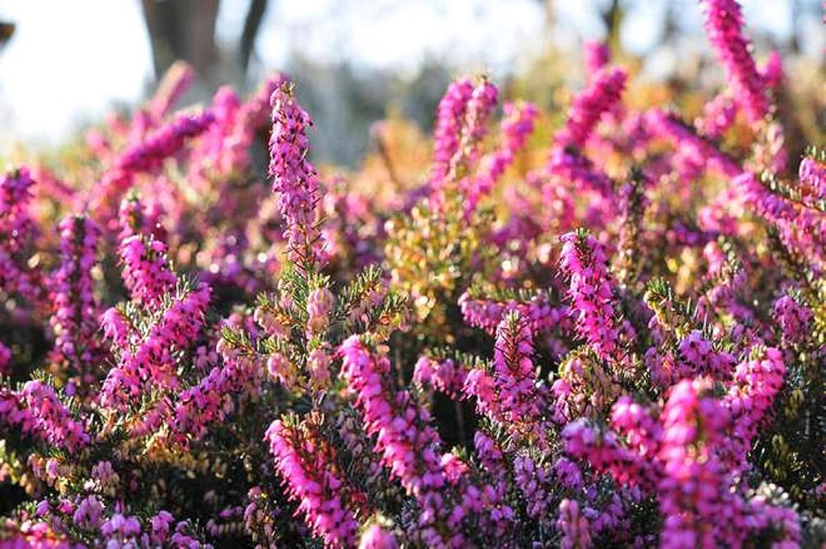 Heidekraut Zaden - Bloeiende Planten - Tuin Aanleg - Reproduceerbare Zaden - 100 Stuks