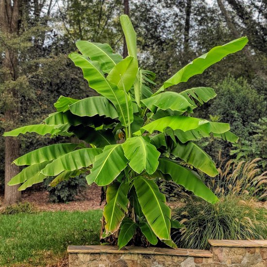 Green boutiQ - Plante fruitière - Bananier à fibres japonais - Musa Basjoo - Rustique - Pot 21cm Hauteur 90cm