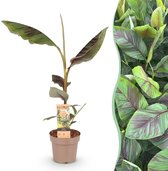 Green boutiQ - Fruitplant - Japanse vezelbanaan - Musa Ever Red - Winterhard - Pot 21cm Hoogte 70-90cm