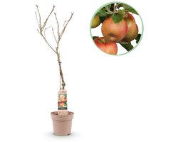 Green boutiQ - Fruitboom - Malus domestica Elstar - Appelboom - Winterhard - Rood-Groene Appel - 1 Plant - Pot 21cm - Hoogte 90cm