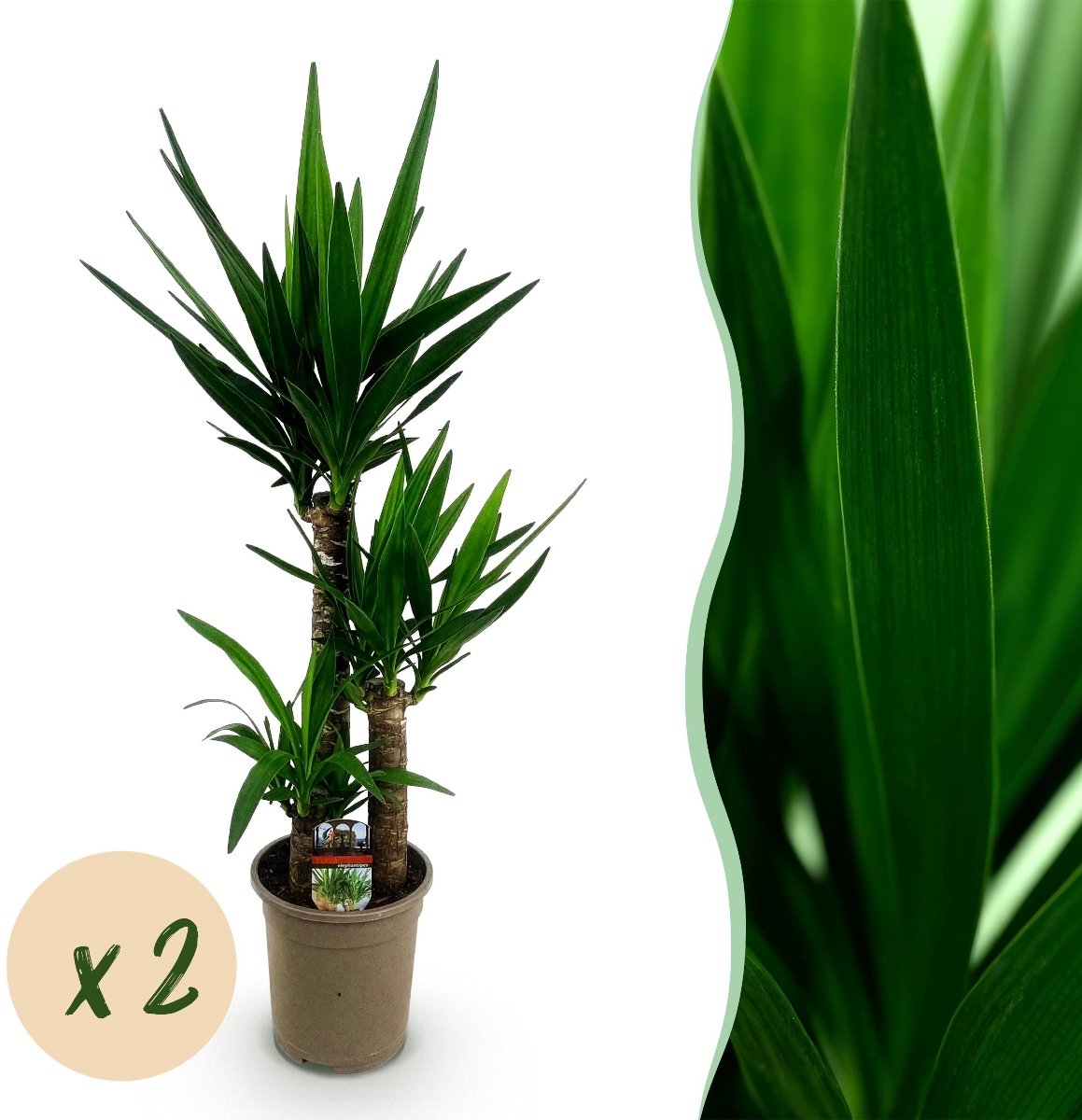 Green boutiQ - Kamerplant - Yucca elephantipes - Yucca - Weinig onderhoud - Groen - 2 - Pot 21cm - Hoogte 100cm
