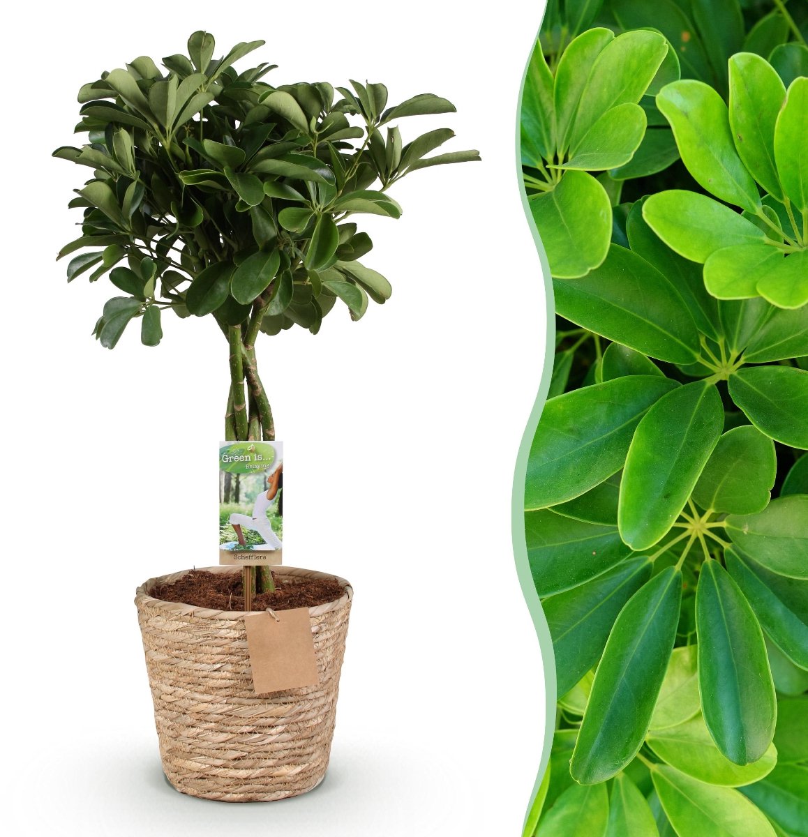 Green BoutiQ - Kamerplanten - Schefflera Nora - Vingerboom - Weinig onderhoud - met mand - Groen - 1 Plant - Pot 21cm - Hoogte 70-80cm