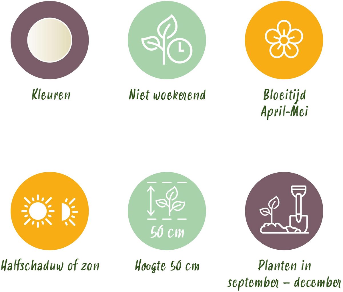 Green boutiQ - 15x Tulipa Triumph White - Triomftulp - Wit - Voorjaarsbloeier - Bolmaat 11/12
