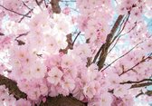 Fotobehang - Vlies Behang - Kersenbloesem - Roze Bloemen - 254 x 184 cm