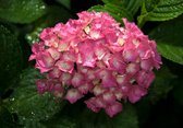 Fotobehang - Vlies Behang - Roze Hortensia - Rode Hortensia - Bloem - 208 x 146 cm