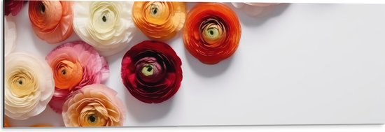 Dibond - Mix van Rode en Oranje Bloemen op Witte Achtergrond - 90x30 cm Foto op Aluminium (Wanddecoratie van metaal)