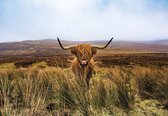 Fotobehang - Vlies Behang - Schotse Hooglander in het Landschap - 520 x 318 cm