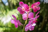 Fotobehang Prachtige Orchideeën - Vliesbehang - 520 x 318 cm