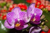 Fotobehang Optische Orchidee 3D - Vliesbehang - 450 x 300 cm