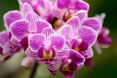 Fotobehang Orchideeboeket - Vliesbehang - 405 x 270 cm