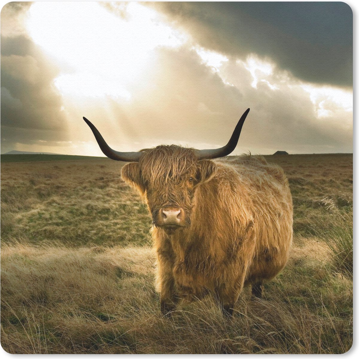Muismat 30x30 cm - Mousepad Schotse Hooglander - Zon - Dieren - Muismatten