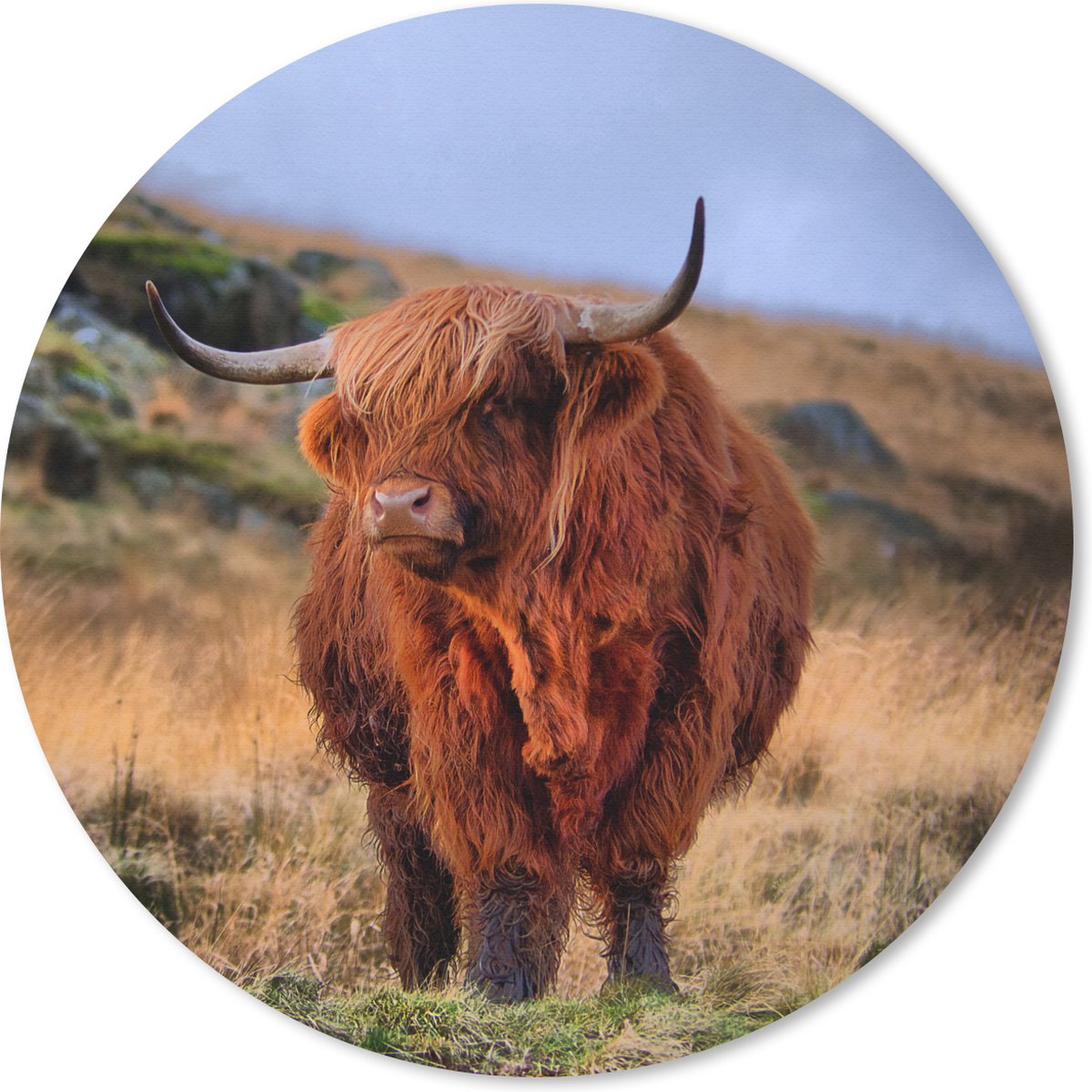 Muismat rond 20x20 cm - Mousepad Schotse Hooglander - Gras - Stenen - Ronde muismatten