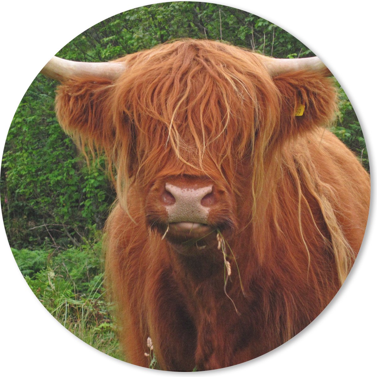 Muismat rond 30x30 cm - Mousepad Schotse hooglander - Koe - Gras - Ronde muismatten