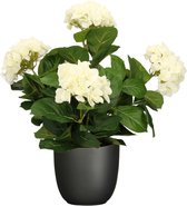 Hortensia kunstplant/kunstbloemen 45 cm - wit - in pot zwart mat - Kunst kamerplant