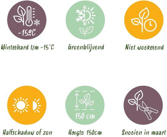 Indicaties voor de plant: winterhard tot -15°C, groenblijvend, niet woekerend, halfschaduw/zon, hoogte 150cm, snoeien in maart.