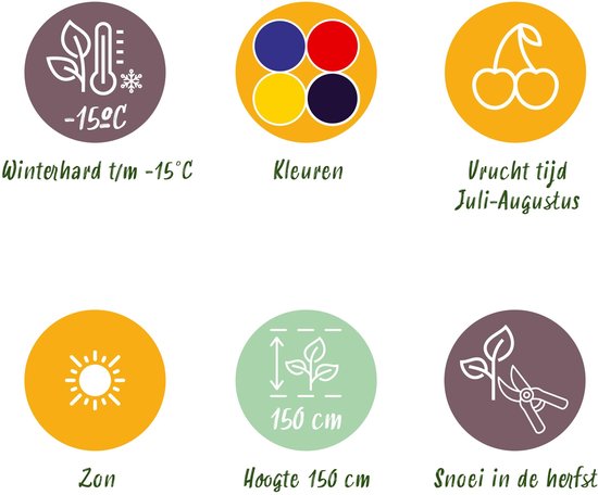 Zes jonge planten in potten op een rij, elk met groene bladeren en takken.