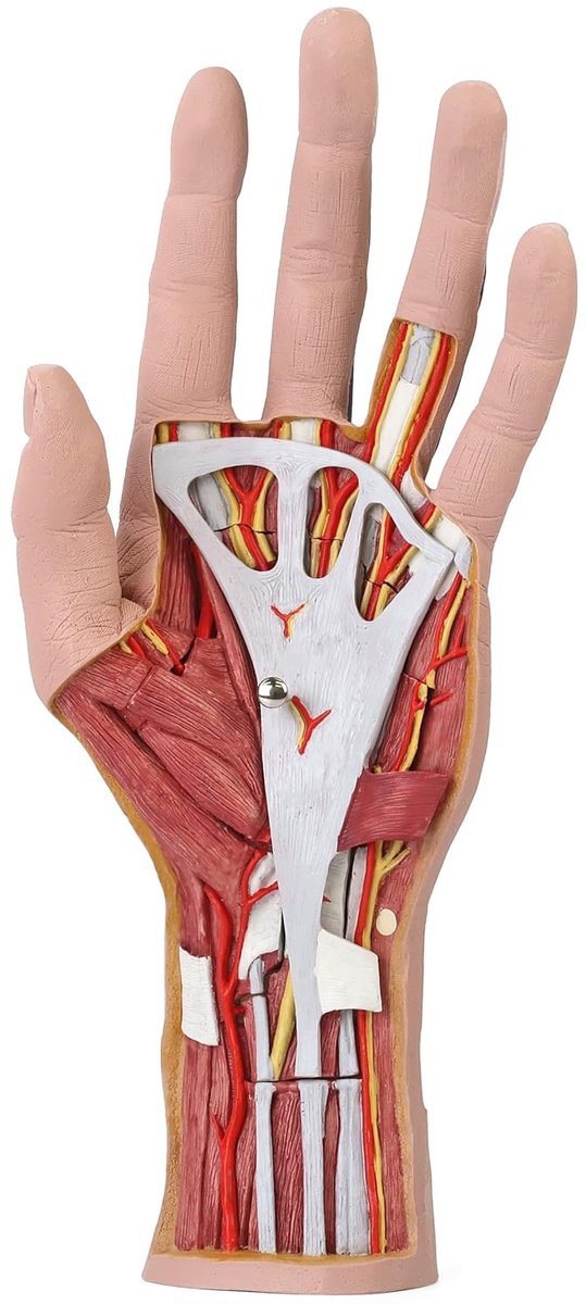 Hand Structuur Model - Anatomisch Model - Educatief Leren - 3-delig Ontwerp - 28.5 x 13 x 6.5 cm