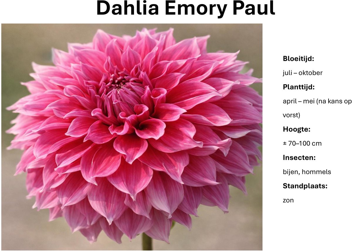 Dahlia knollen - Emory Paul - Roze Dahlia - 3 knollen