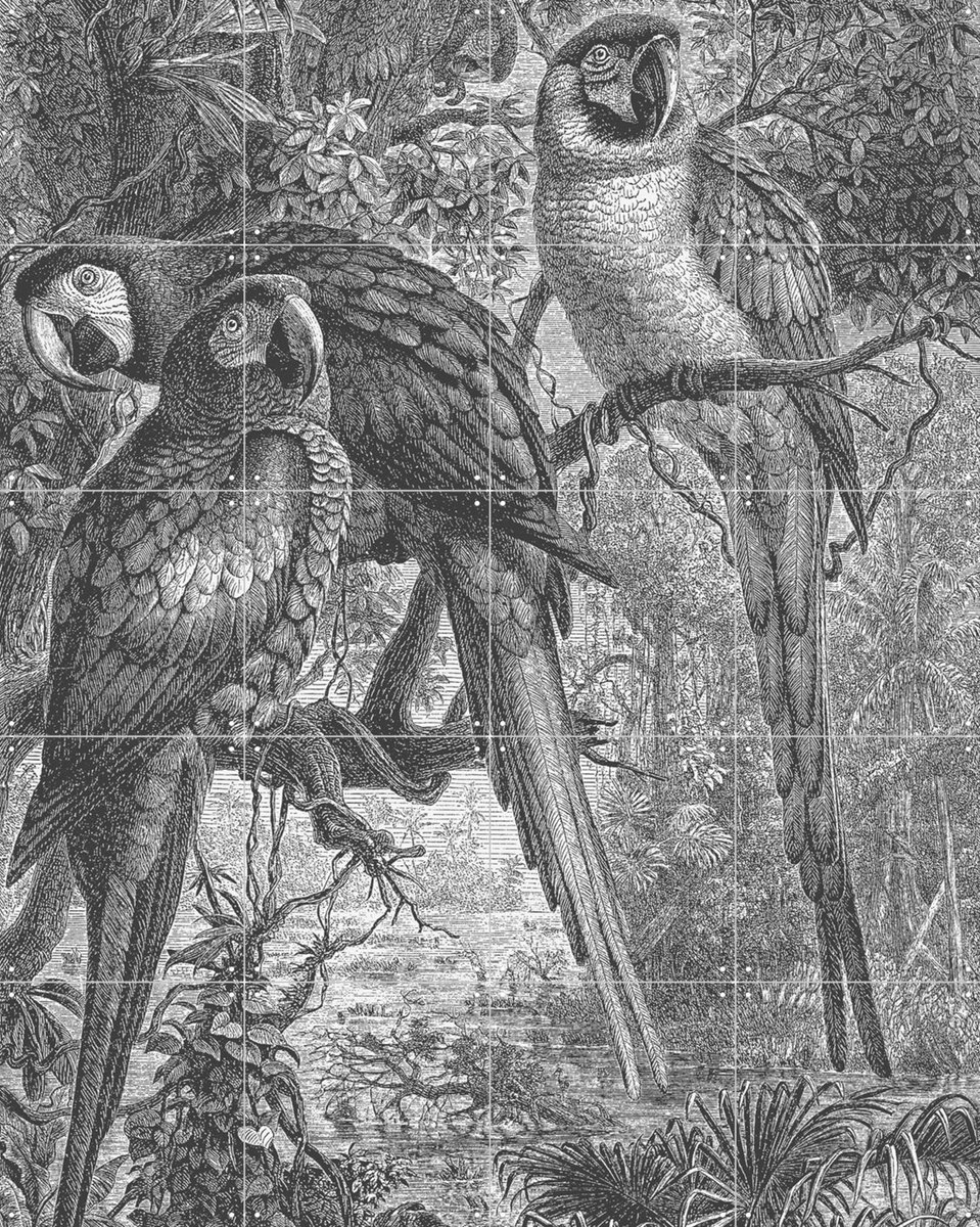 IXXI Macaws Parrots, Aster Edition - 80 x 100 cm - Gratis ophangtool - Grote wanddecoratie en posters - Vintage, Illustraties, Naturalisme, Houtsnede