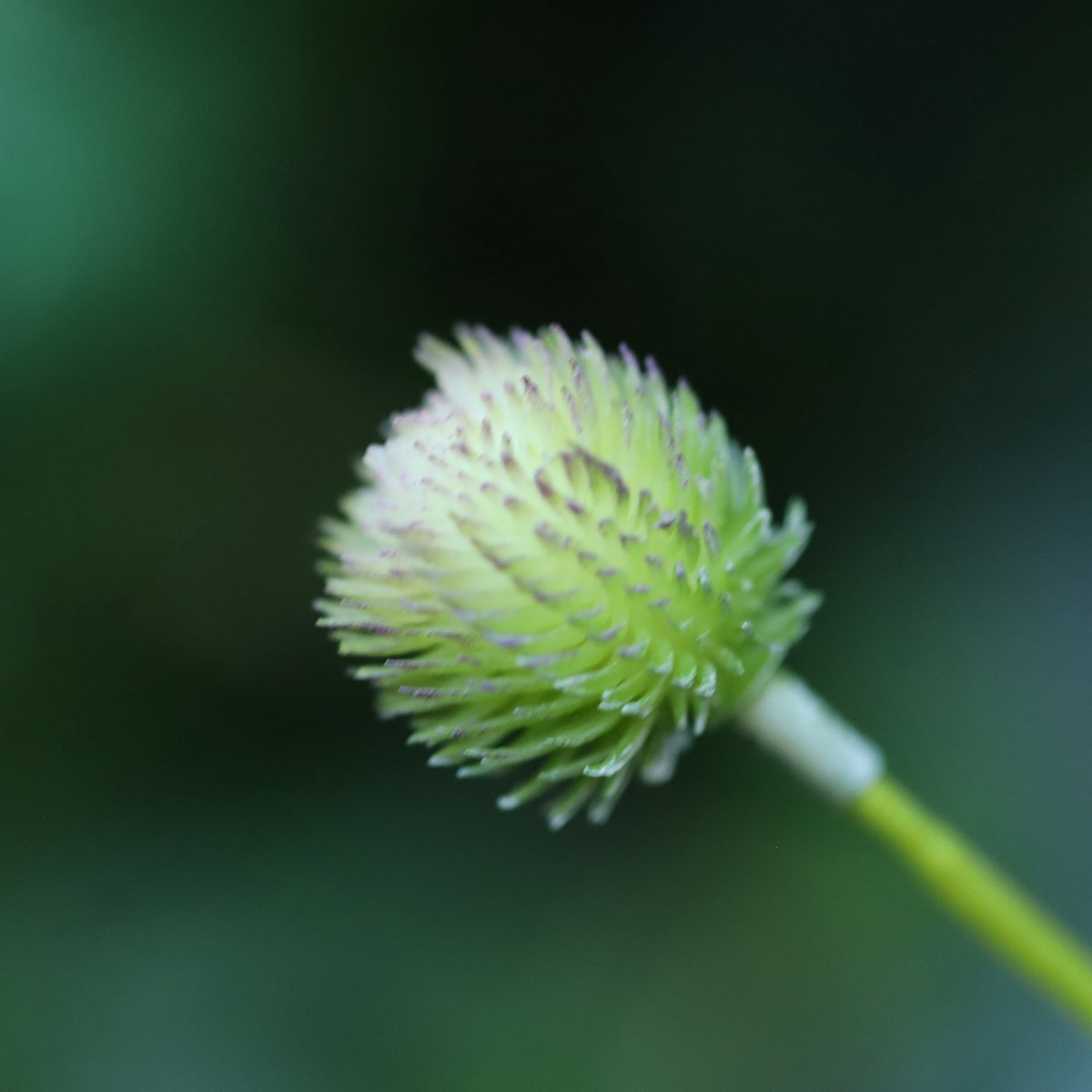 maxifleur Kunstplanten Gomphrena Kunsttak 65cm Creme