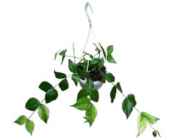 Hoya polyneura - Kamerplant - Potmaat Ø14 cm