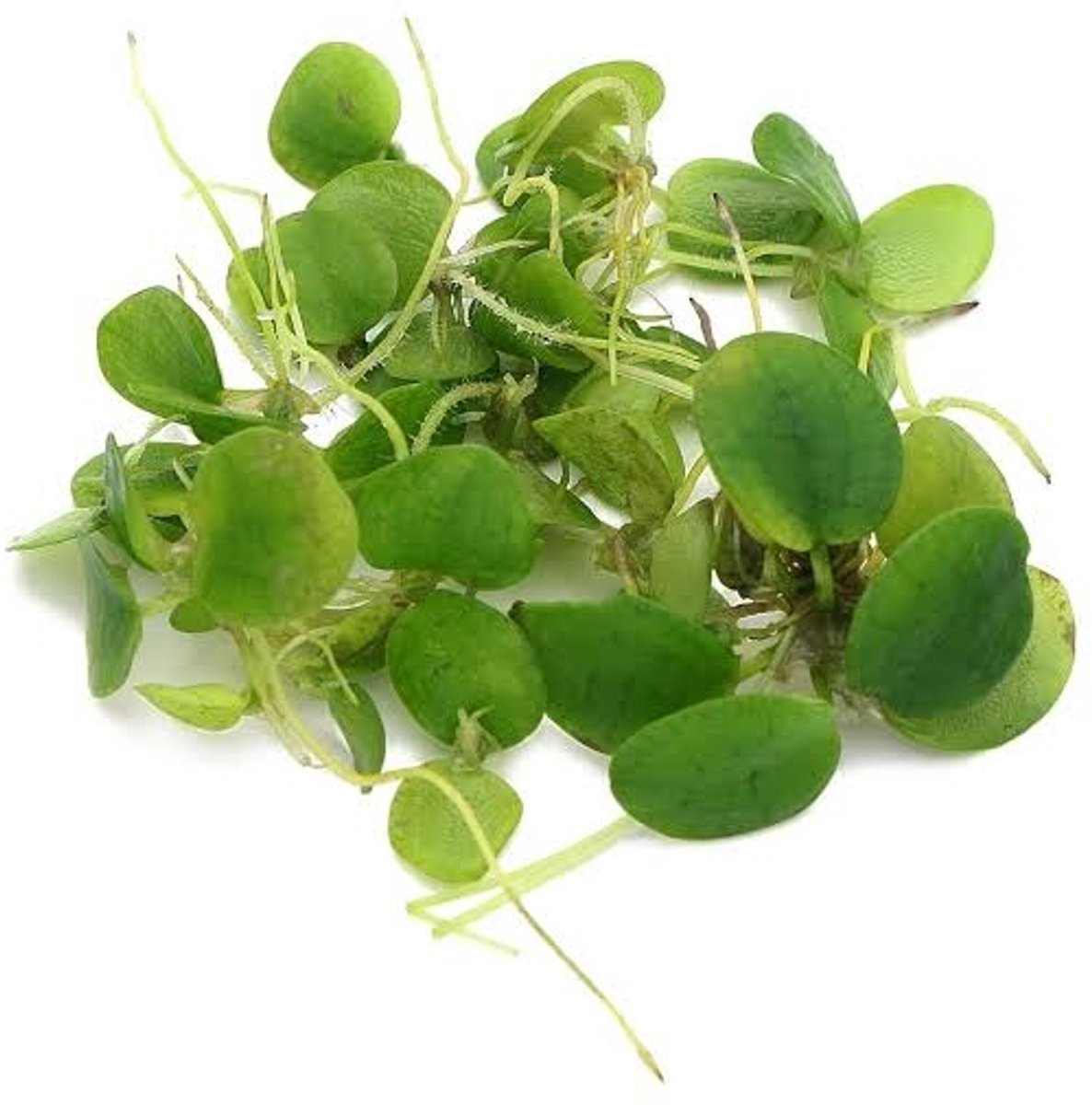 Limnobium laevigatum