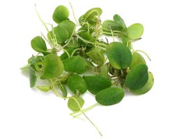 Limnobium laevigatum
