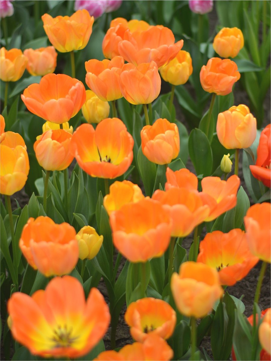 25x Tulpen 'Daydream' - BULBi® Bloembollen met bloeigarantie