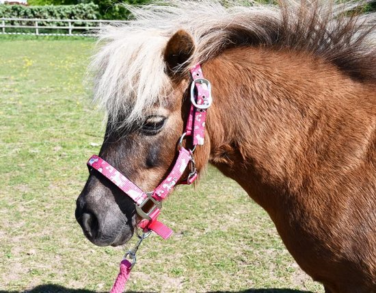 Bruine pony met een roze halster met eenhoornprint, inclusief bijpassend touw. Volledig verstelbaar.