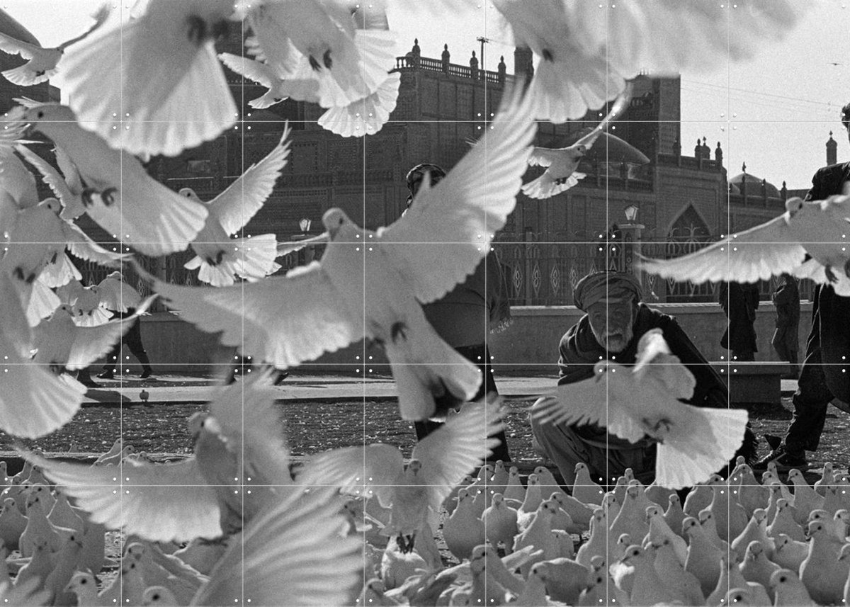 IXXI Doves Mazar, Teun Voeten - 140 x 100 cm - Gratis ophangtool - Grote wanddecoratie en posters - Vintage, Fotografie, Woonkamer, Vogels, Stad