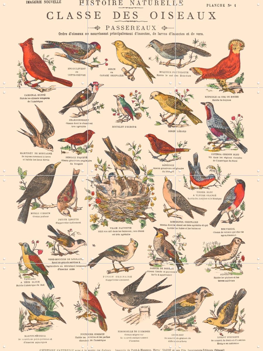 IXXI Oiseaux - Passereaux, Aster Edition - 60 x 80 cm - Gratis ophangtool - Grote wanddecoratie en posters - Vintage, Naturalisme, Illustraties
