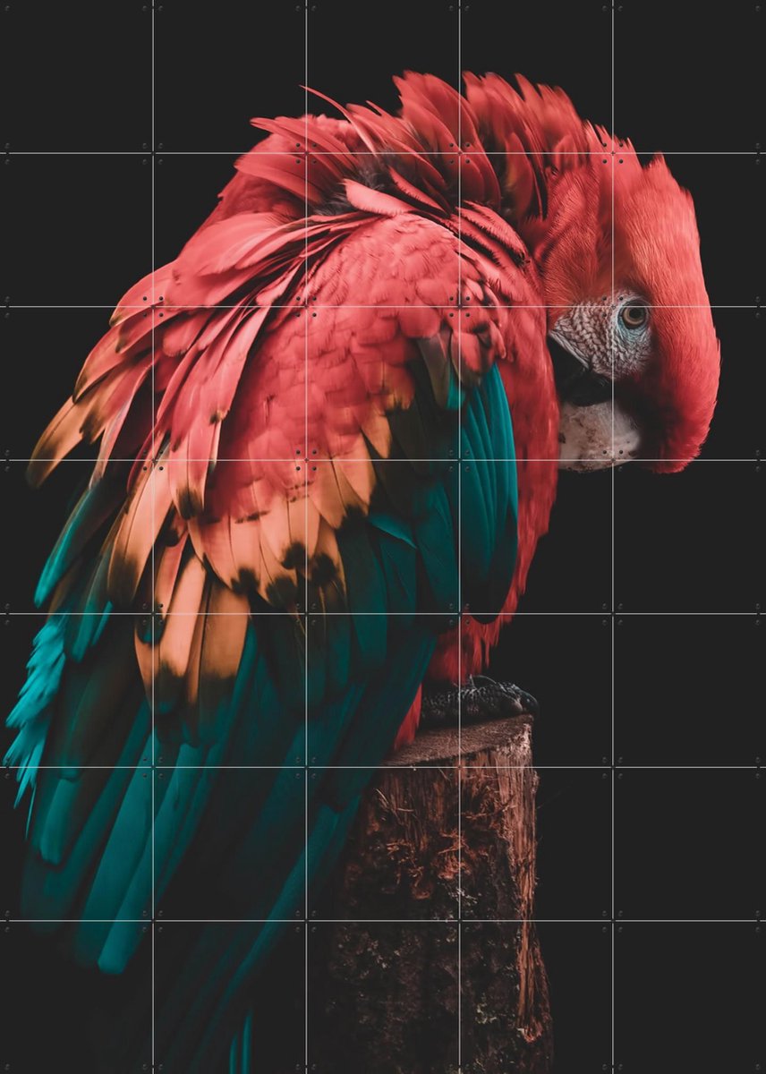 IXXI Bashful Beauty Parrot, Ingrid Beddoes - 100 x 140 cm - Gratis ophangtool - Grote wanddecoratie en posters - Kleurrijk, Fotografie, Slaapkamer