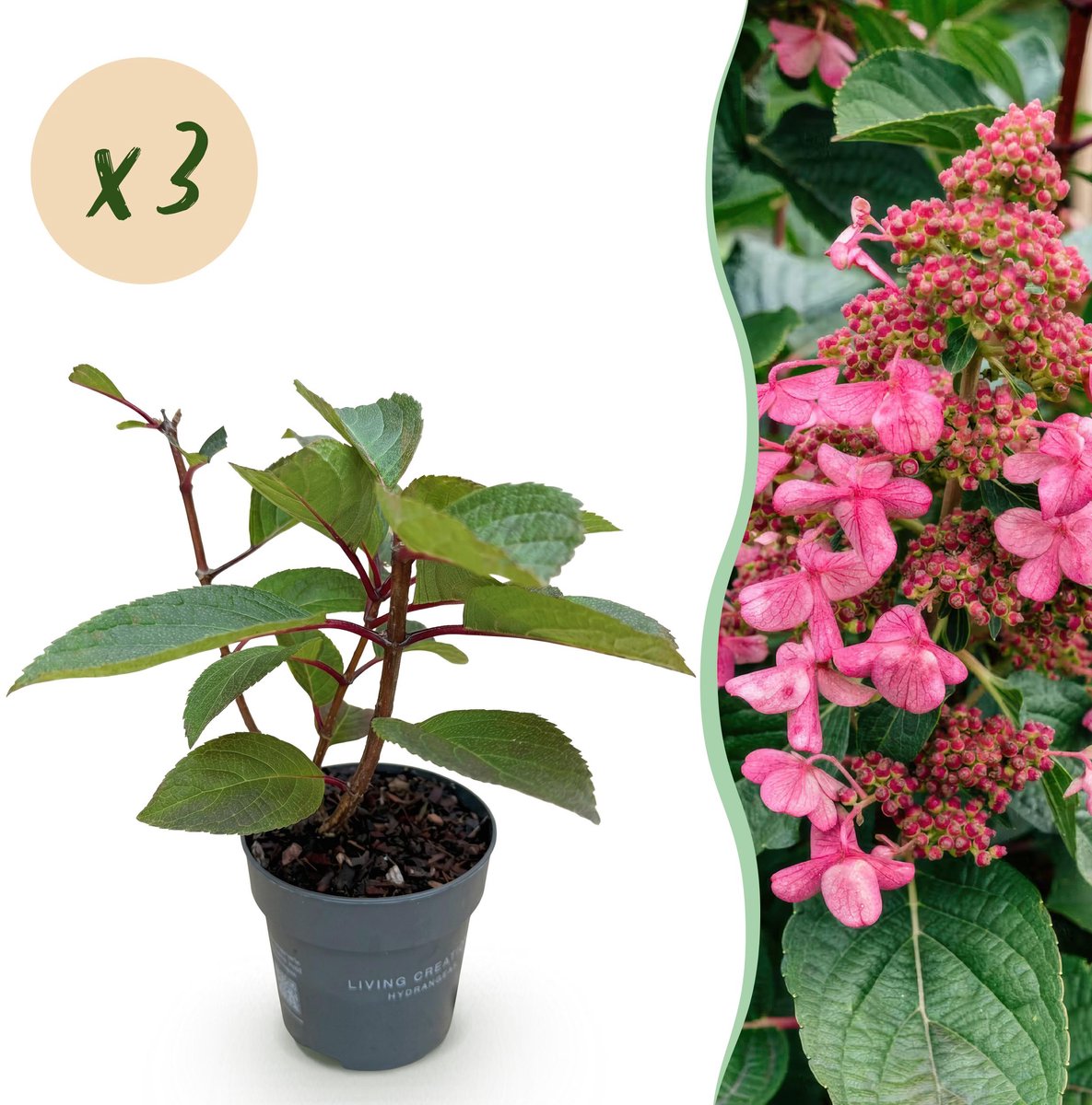 Plantenboetiek.nl | Hydrangea panniculata Living Infinity - Pluimhortensia - Winterhard - Wit - 3 Planten - Ø12cm - 20-30cm hoog - Tuinplant