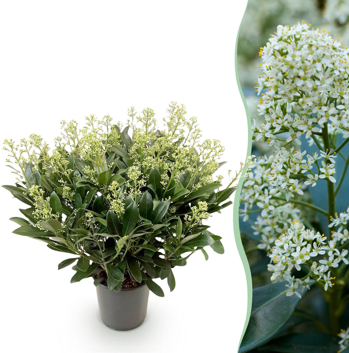 Plantenboetiek.nl | Skimmia japonica Finchy - Bloem Wit - 40+ Bloemen - Winterhard - Ø19cm - 50-60cm hoog - Tuinplant